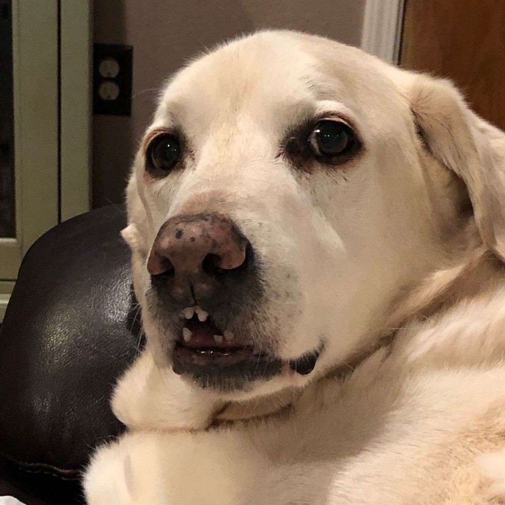 Meet your Posher, Vincent